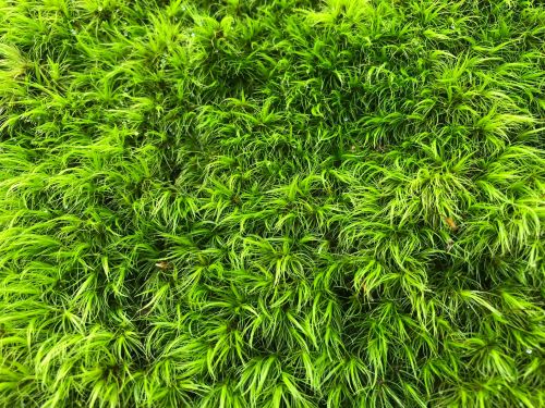Close-up of vibrant green moss with fine, feathery textures, creating a lush, natural surface.