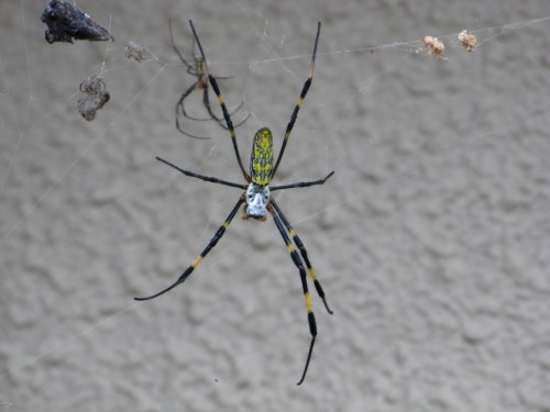 A close-up of a yellow and black spider on its web against a neutral background.