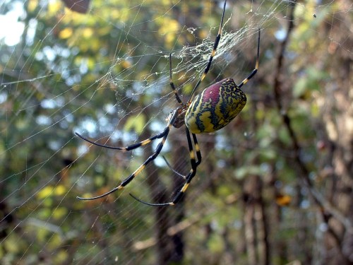 A colorful spider with a patterned body is suspended in its web among blurred green foliage.