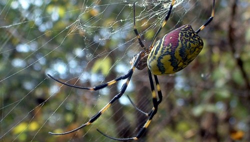 A close-up of a colorful spider with a patterned body, hanging in its web among blurred green foliage.
