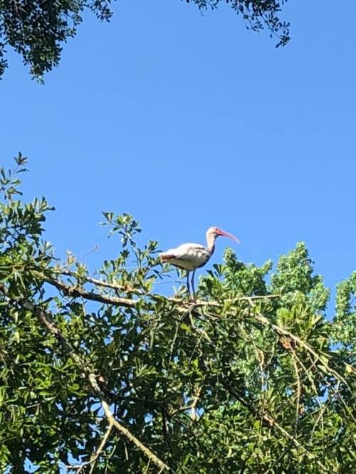 A stork perched on a tree branch against a clear blue sky, surrounded by green leaves.