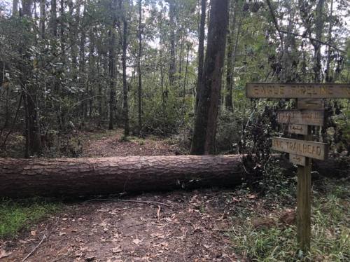 A fallen tree blocks a trail in a forest, with directional signs for hiking paths nearby.
