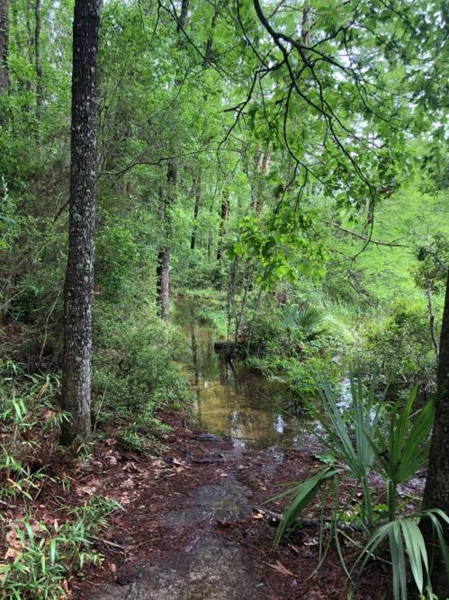 A serene forest scene with lush green trees and a calm, reflective waterway surrounded by foliage.