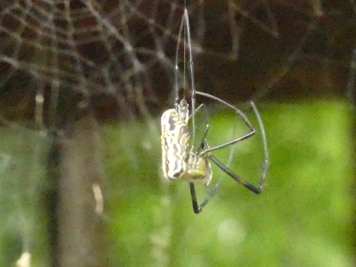 A close-up of a spider hanging in its web, with a blurred green background.