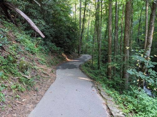 A winding path through a lush green forest, surrounded by tall trees and dense foliage.