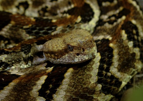Close-up of a coiled snake with intricate brown and black scales, blending into its natural surroundings.