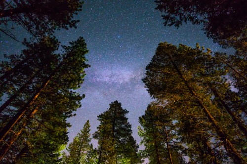 A starry night sky viewed through tall trees, with the Milky Way visible among the stars.