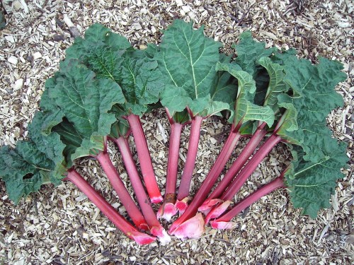 Fresh rhubarb stalks with large green leaves, arranged on a bed of wood chips.