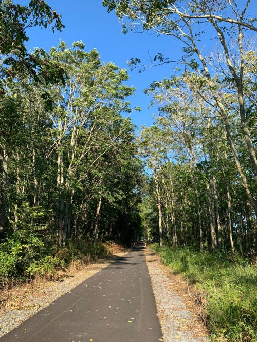A serene pathway lined with trees under a clear blue sky, inviting exploration in a natural setting.