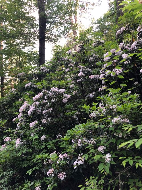 A lush hillside covered in blooming pink and white flowers, surrounded by tall green trees.