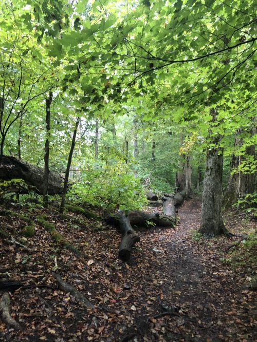 A serene forest path lined with fallen logs and lush green foliage, creating a peaceful natural setting.