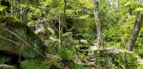 Lush green forest with large rocks and trees, creating a serene, natural landscape.