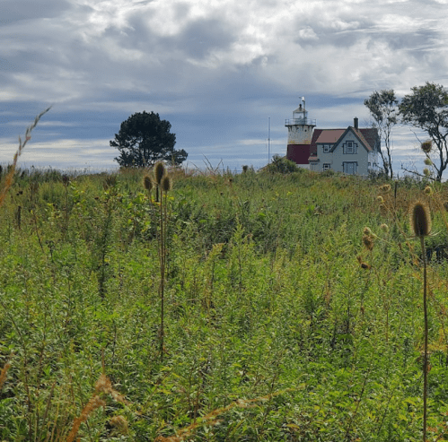 A lighthouse stands in the distance, surrounded by tall grass and a cloudy sky.
