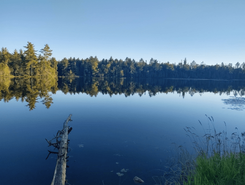 A serene lake surrounded by trees, reflecting the clear blue sky and greenery along the shore.