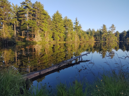 A serene lake surrounded by trees, with a fallen log extending into the calm water reflecting the landscape.