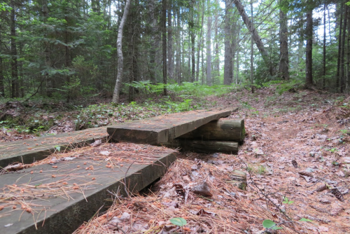 A wooden bridge over a forest floor covered in pine needles, surrounded by trees and greenery.