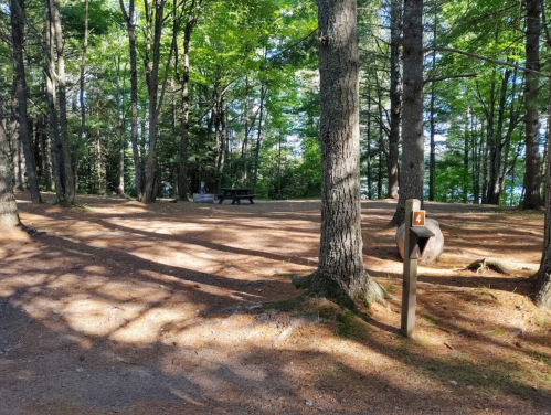 A serene forest campsite with a picnic table, surrounded by trees and a signpost marked "4." Sunlight filters through the leaves.