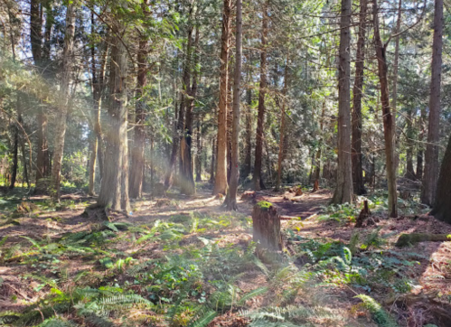 Sunlight filters through tall trees in a lush forest, illuminating ferns and a peaceful woodland scene.