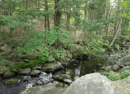A serene forest scene featuring a small stream surrounded by rocks and lush greenery.