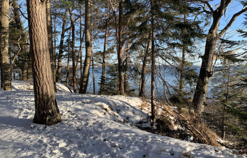 A snowy forest path with tall trees, leading to a view of a calm lake under a clear blue sky.