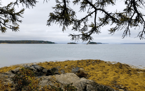 A serene coastal view with rocky shore, seaweed, and distant islands under a cloudy sky.