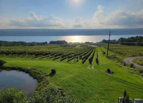 A scenic view of vineyards overlooking a lake, with lush green fields and a cloudy sky reflecting sunlight.