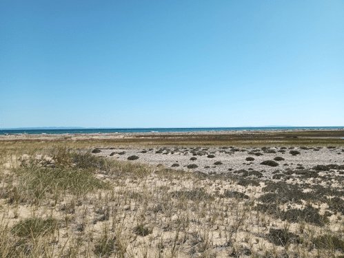 A serene beach landscape with sandy dunes, sparse vegetation, and a clear blue sky over the ocean in the distance.