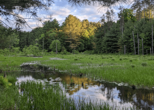 Lush green wetland with a calm pond, surrounded by trees and reflecting the sky, under a partly cloudy sky.