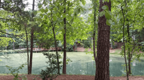 A serene pond surrounded by lush green trees and a wooden deck in the background.