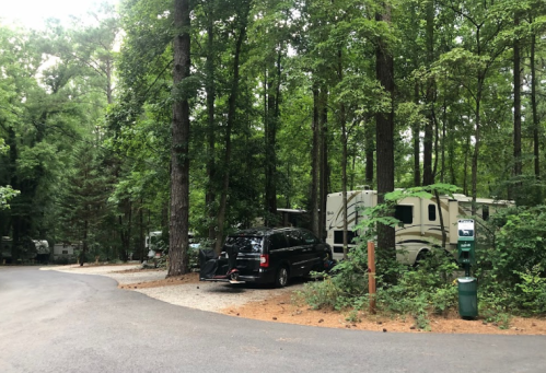 A wooded campsite with RVs parked among tall trees, featuring a gravel road and a green trash bin nearby.