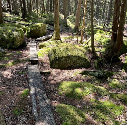 A forest scene with large moss-covered rocks and a wooden path winding through tall trees and dappled sunlight.
