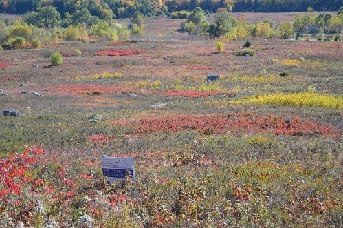 A vibrant landscape with colorful autumn foliage in red, yellow, and green, featuring a sign in the foreground.