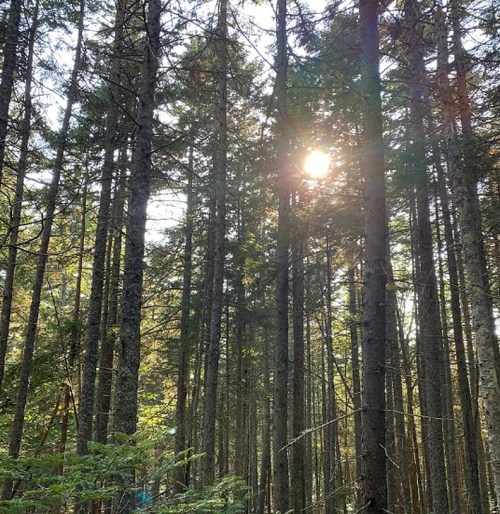 Sunlight filters through tall trees in a dense forest, creating a serene and tranquil atmosphere.