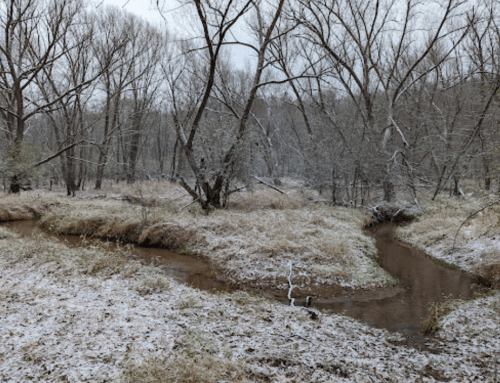 A snowy landscape with a winding creek surrounded by bare trees and grassy areas.