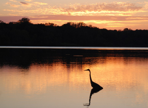 A silhouette of a heron stands in calm water at sunset, with vibrant orange and purple hues in the sky.