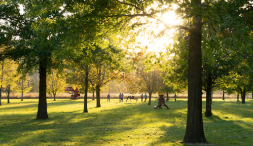 A sunlit park with trees, people walking, and a horse in the background, creating a serene outdoor scene.