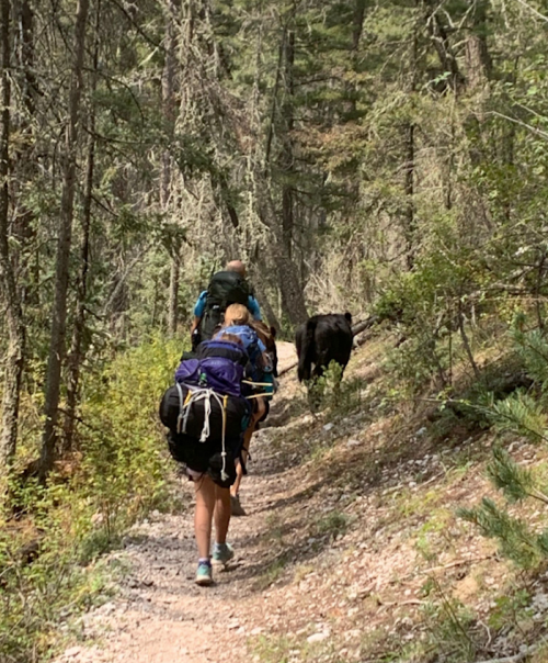 A hiker with a large backpack walks along a forest trail, while a black bear follows nearby.