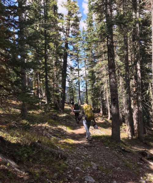 Two hikers walking along a forest trail surrounded by tall trees and a bright blue sky.