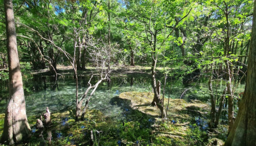 Lush green forest with trees surrounding a clear, reflective pond in a serene natural setting.