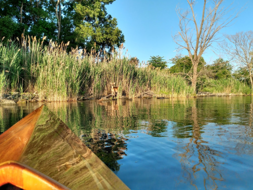 A serene water scene with a wooden kayak in the foreground and lush greenery along the shore under a clear blue sky.