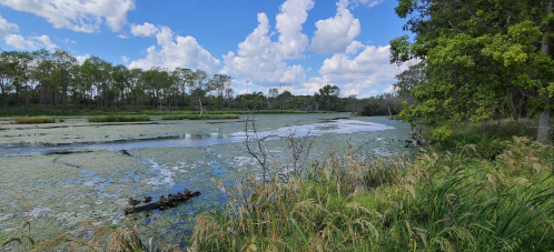 A serene wetland scene with lush greenery, calm water, and fluffy clouds in a blue sky.