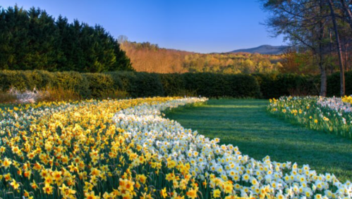 A vibrant garden filled with blooming yellow daffodils, winding paths, and lush greenery under a clear blue sky.