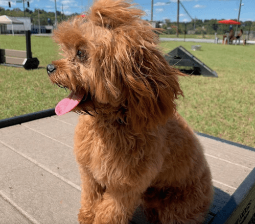 A fluffy, light brown dog with a playful expression sits outdoors, tongue out, enjoying a sunny day.
