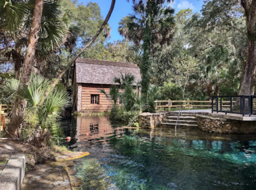 A rustic wooden cabin beside a clear spring, surrounded by lush greenery and palm trees.