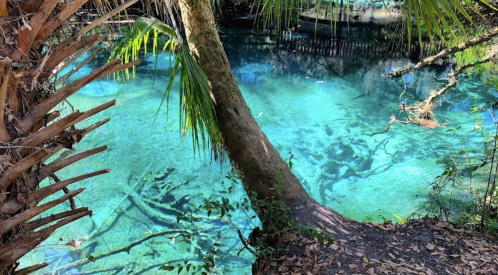 A serene, clear blue spring surrounded by lush greenery and palm trees, with visible underwater roots and branches.