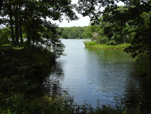 A serene lake surrounded by lush greenery and trees, reflecting the calm water under a clear sky.