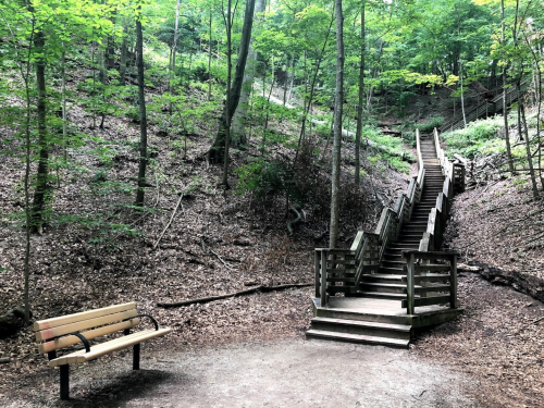 A wooden bench beside a set of stairs leading up through a lush, green forest.