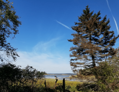 A serene landscape featuring a tall tree, blue sky, and a glimpse of water in the distance, surrounded by greenery.