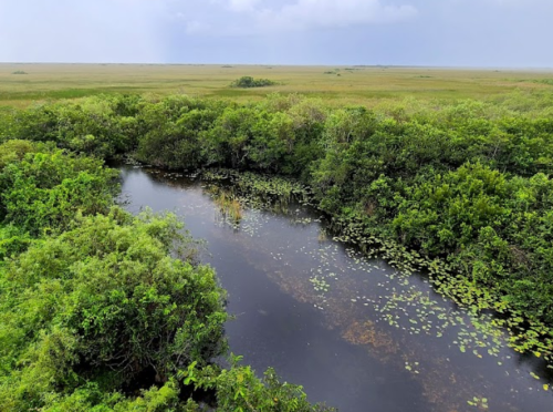 Aerial view of a lush green wetland with a winding river and lily pads under a cloudy sky.
