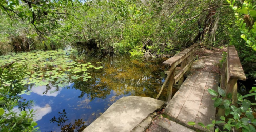 A wooden bridge over a serene pond surrounded by lush greenery and lily pads under a clear blue sky.